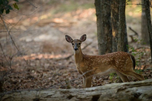 Maturing Fawn - Seven lakes, NC
