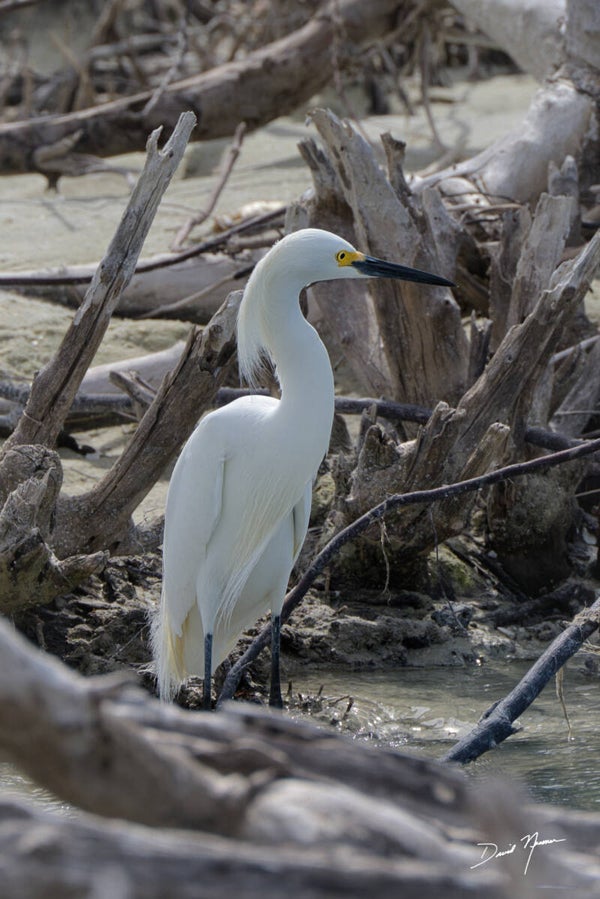 Driftwood Dreams: A White Egret's Refuge