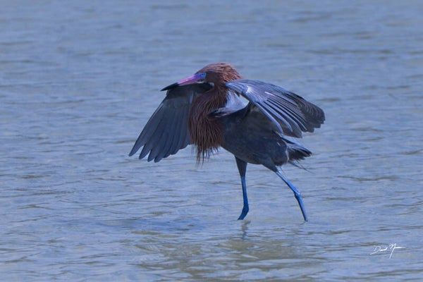 Heron - Stalking Dinner