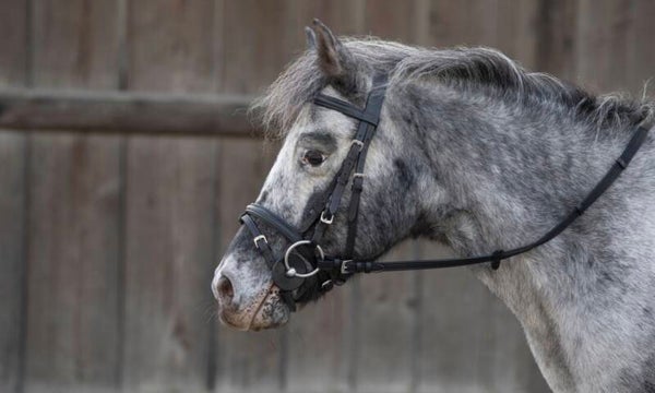 Bitschijven pony, zwart - 7 cm, 2 stuks verpakt