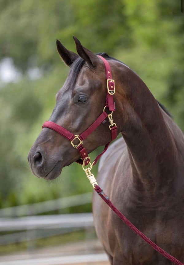 Halster classy- merlot