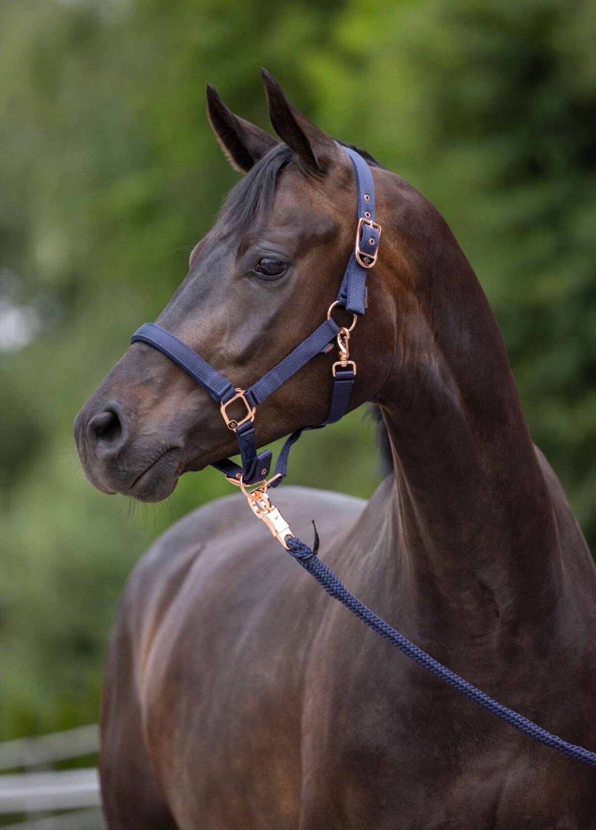 Halster classy- navy