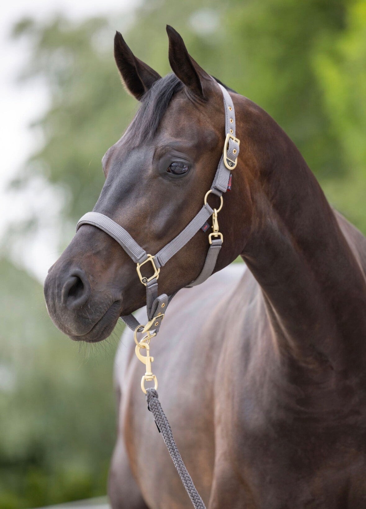 Halster classy- stone