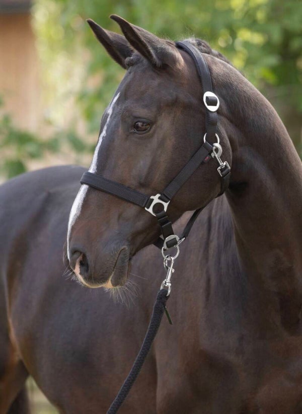 Halster doria, black