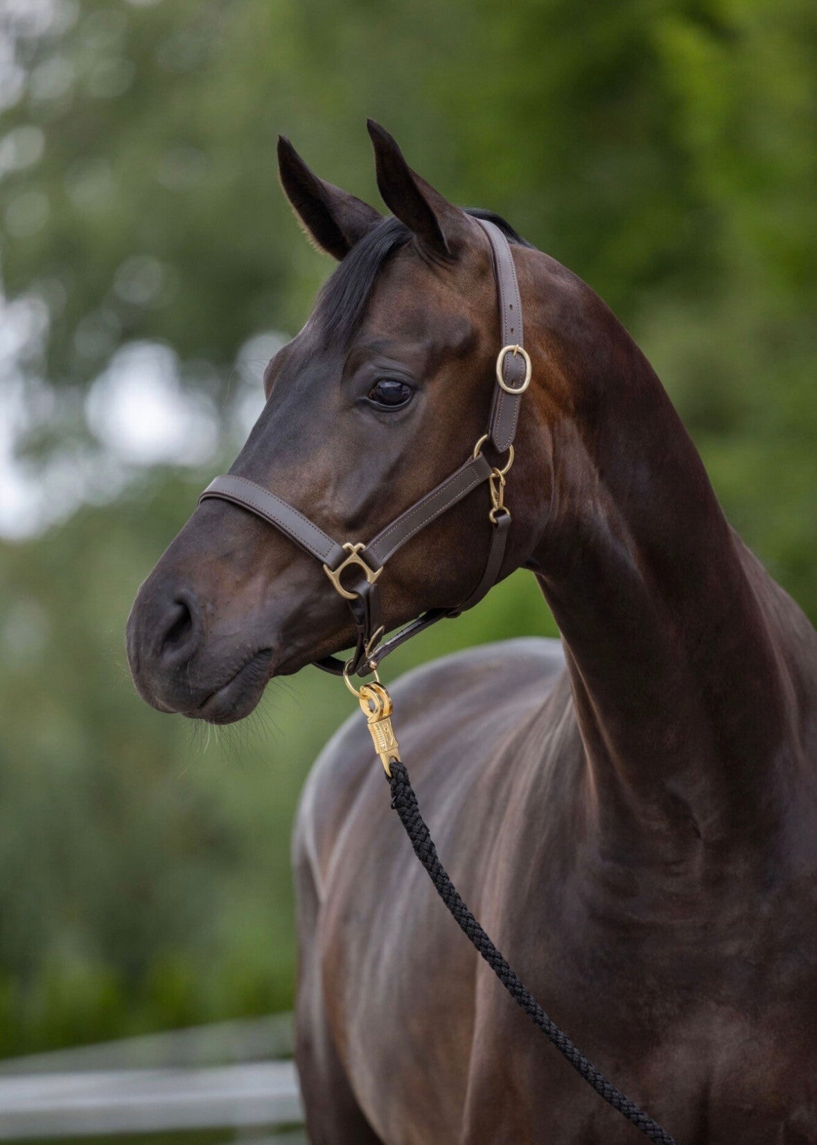 Halster eco, warmbloed, leder - bruin