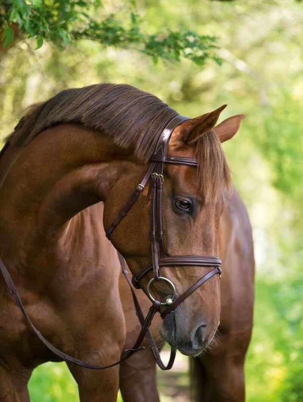 Trenshoofdstel classic leder, bruin