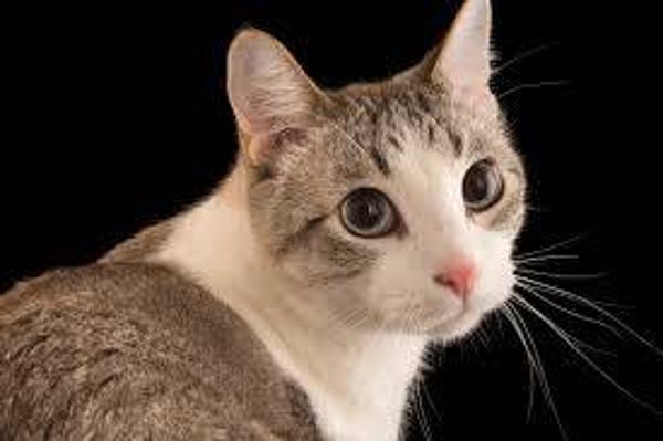 Cat Food & Related Products