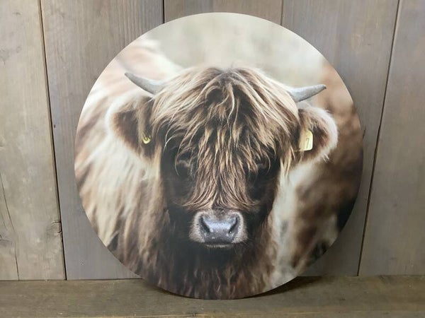 Muurcirkel hooglander jong