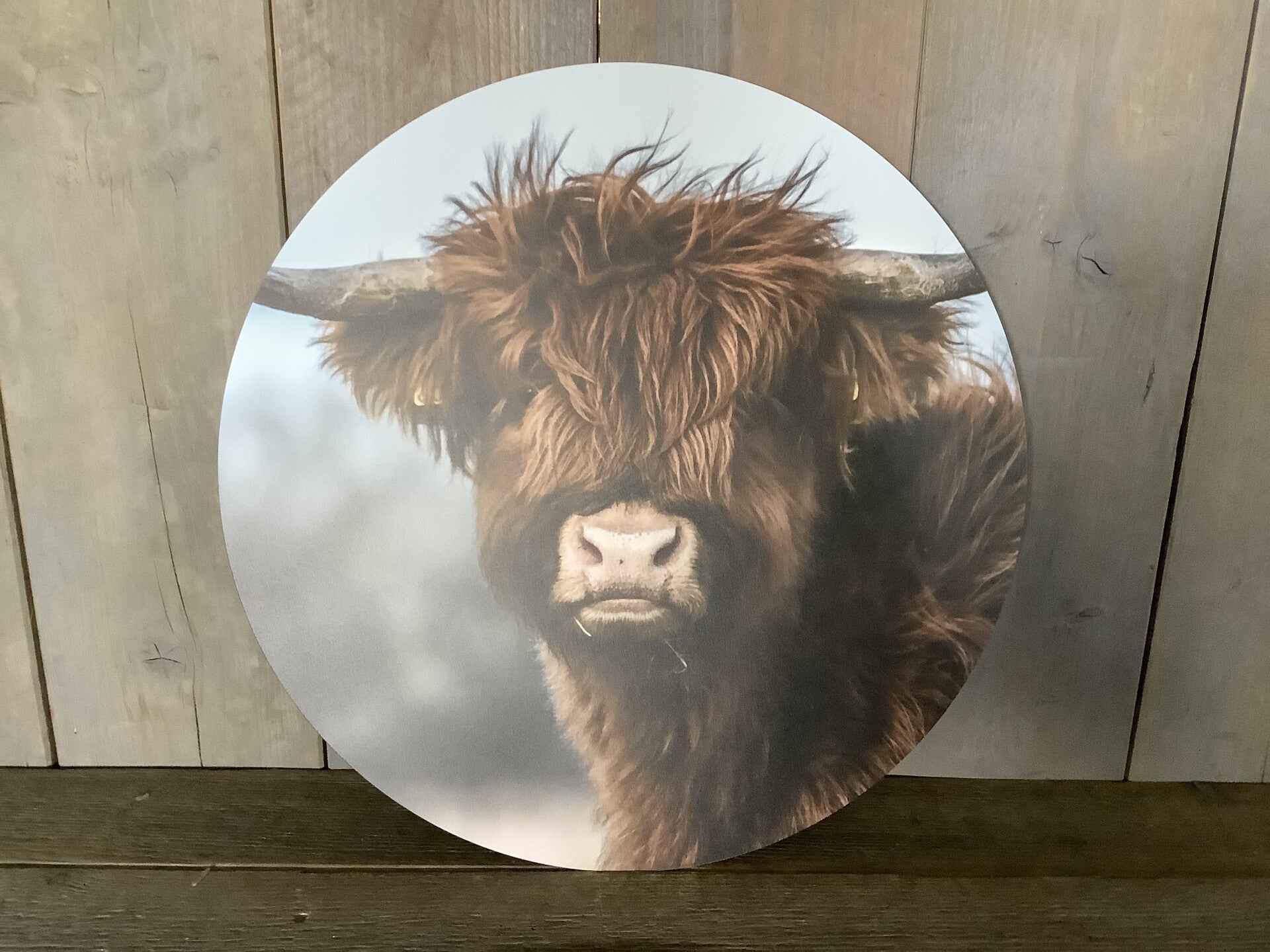 Muurcirkel hooglander jong