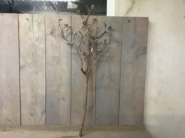 Grote magnolia tak (nep)