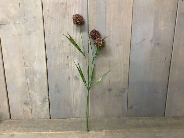 Allium mauve