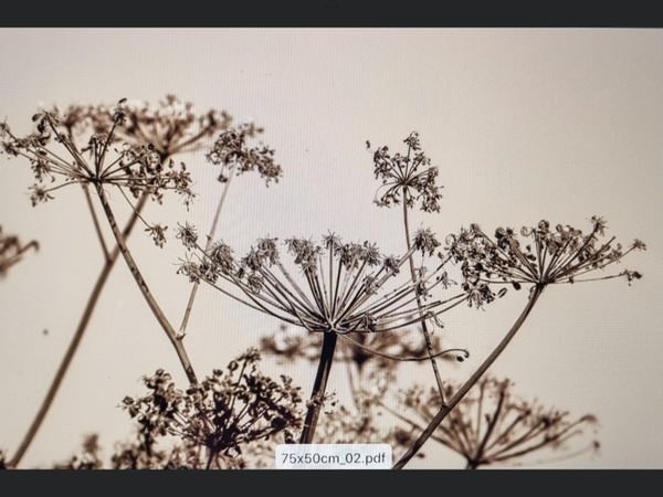 Beschermplaat kookplaat