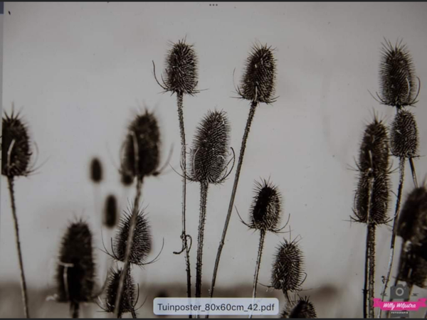 Spatscherm