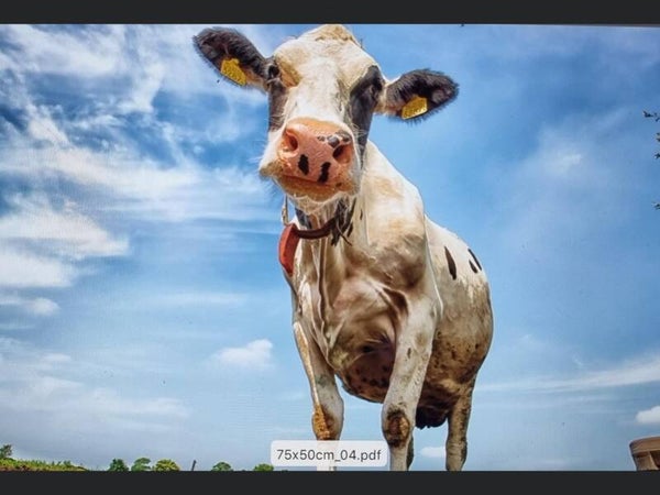 Beschermplaat kookplaat