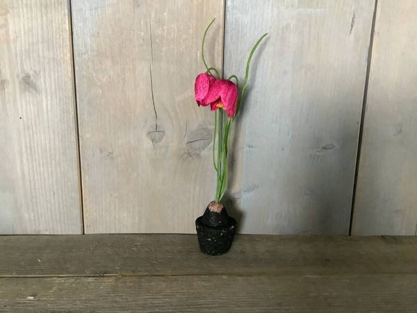 Kivietsbloem beauty pink