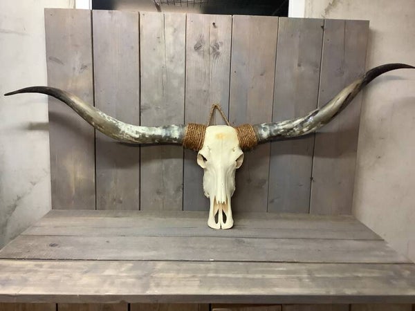 Longhorn