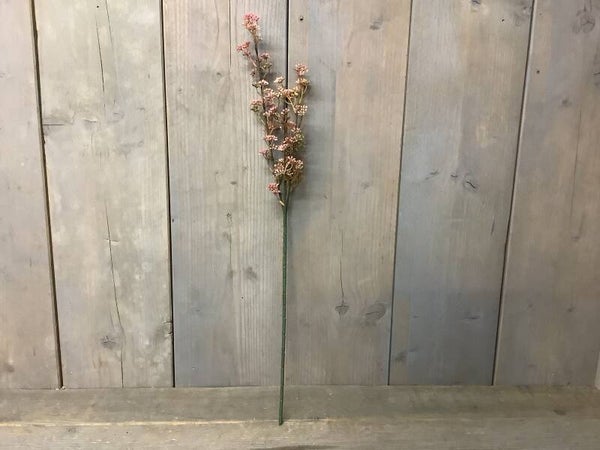 Prunus old pink