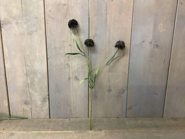 Allium Black
