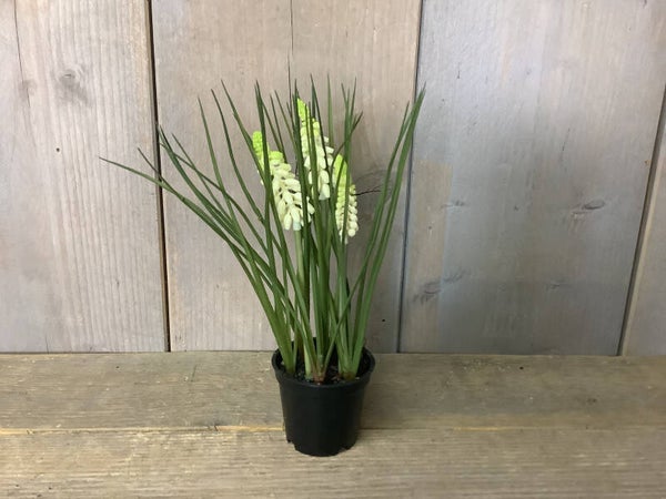Witte druifjes in potje (nep)