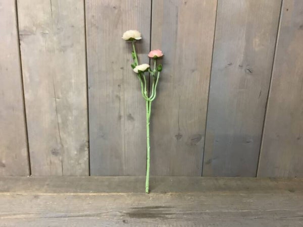 Ranonkel vintage pink