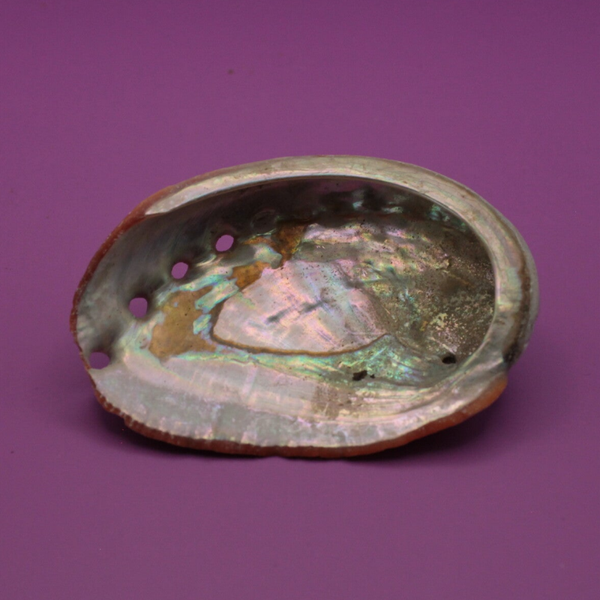 Abalone schelp