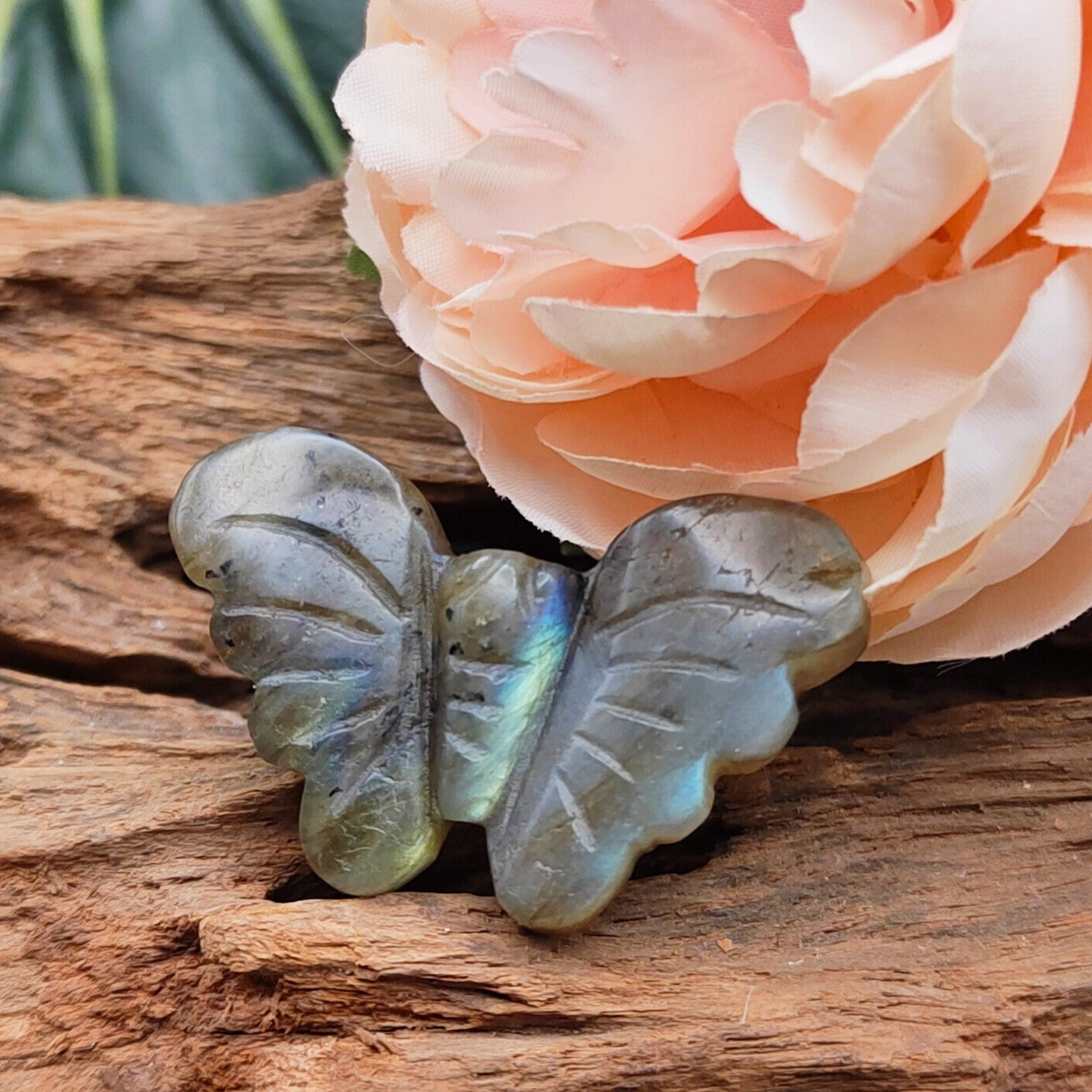 Labradoriet vlinder mini 6