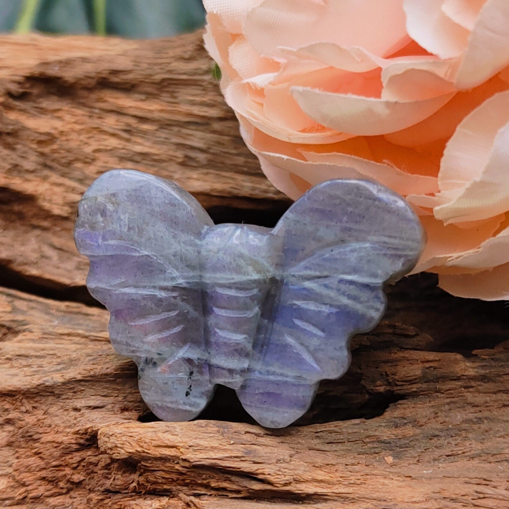 Labradoriet vlinder mini 5