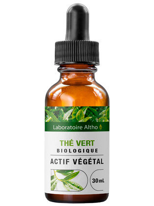 Thé vert bio