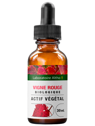 Vigne rouge bio