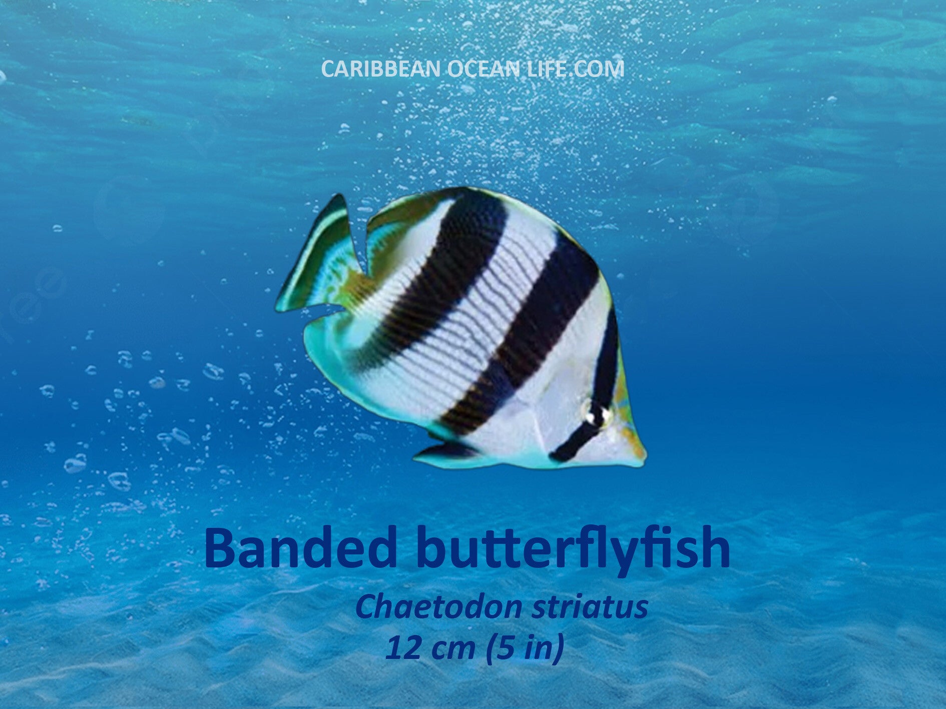 Aruba-Bonaire-Curaçao -ABC islands-Caribbean- Lesser Antilles- Dutch Caribbean Banded butterflyfish