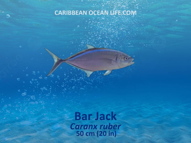 Aruba-Bonaire-Curaçao -ABC islands-Caribbean- Lesser Antilles- Dutch Caribbean- Bar Jack