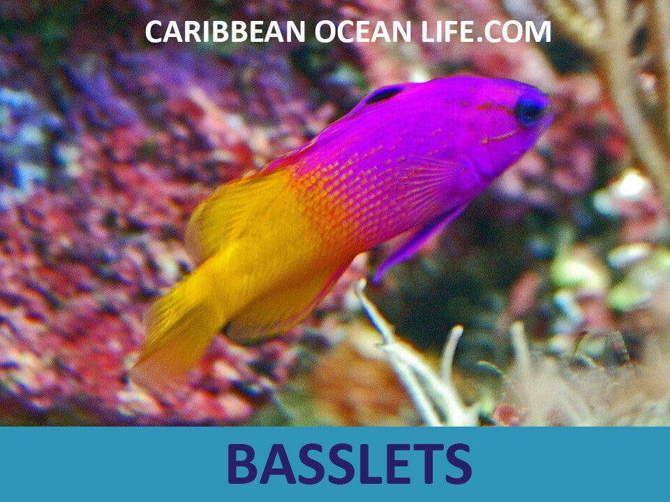 basslets
