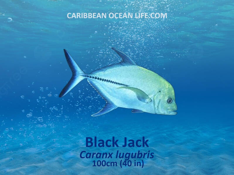 Aruba-Bonaire-Curaçao -ABC islands-Caribbean- Lesser Antilles- Dutch Caribbean- Black Jack