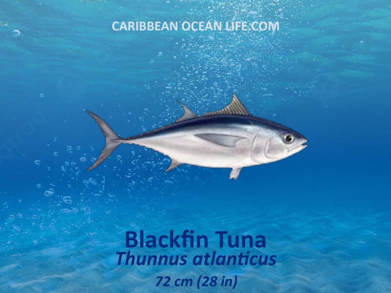 Blackfin tuna