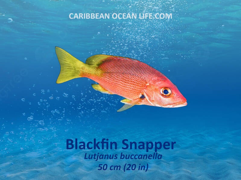 Aruba-Bonaire-Curaçao -ABC islands-Caribbean- Lesser Antilles- Dutch Caribbean- Blackfin snapper