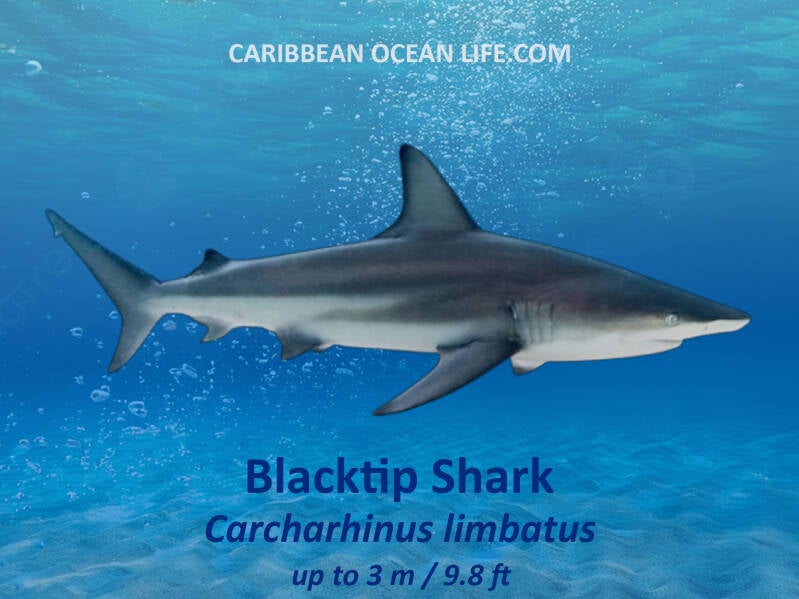 blacktip shark (Carcharhinus limbatus) 
