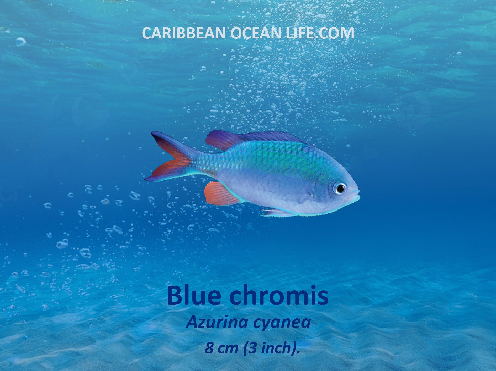 Aruba-Bonaire-Curaçao -ABC islands-Caribbean- Lesser Antilles- Dutch Caribbean-Damselfish Pomacentridae-Blue chromis