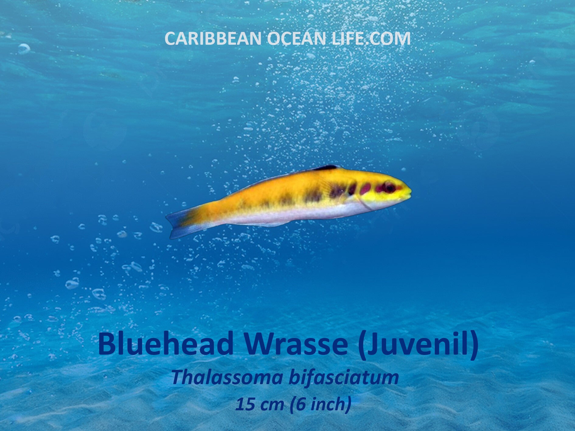 Aruba-Bonaire-Curaçao -ABC islands-Caribbean- Lesser Antilles- Dutch Caribbean Bluehead wrasse
