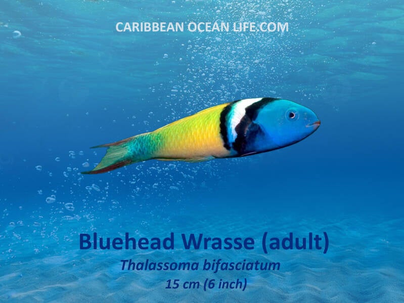 Aruba-Bonaire-Curaçao -ABC islands-Caribbean- Lesser Antilles- Dutch Caribbean blue head wrasse