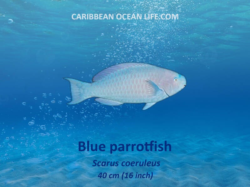 Blue Parrotfish Aruba-Bonaire-Curaçao -ABC islands-Caribbean- Lesser Antilles- Dutch Caribbean