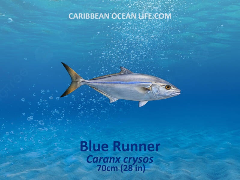 Aruba-Bonaire-Curaçao -ABC islands-Caribbean- Lesser Antilles- Dutch Caribbean- Blue Runner