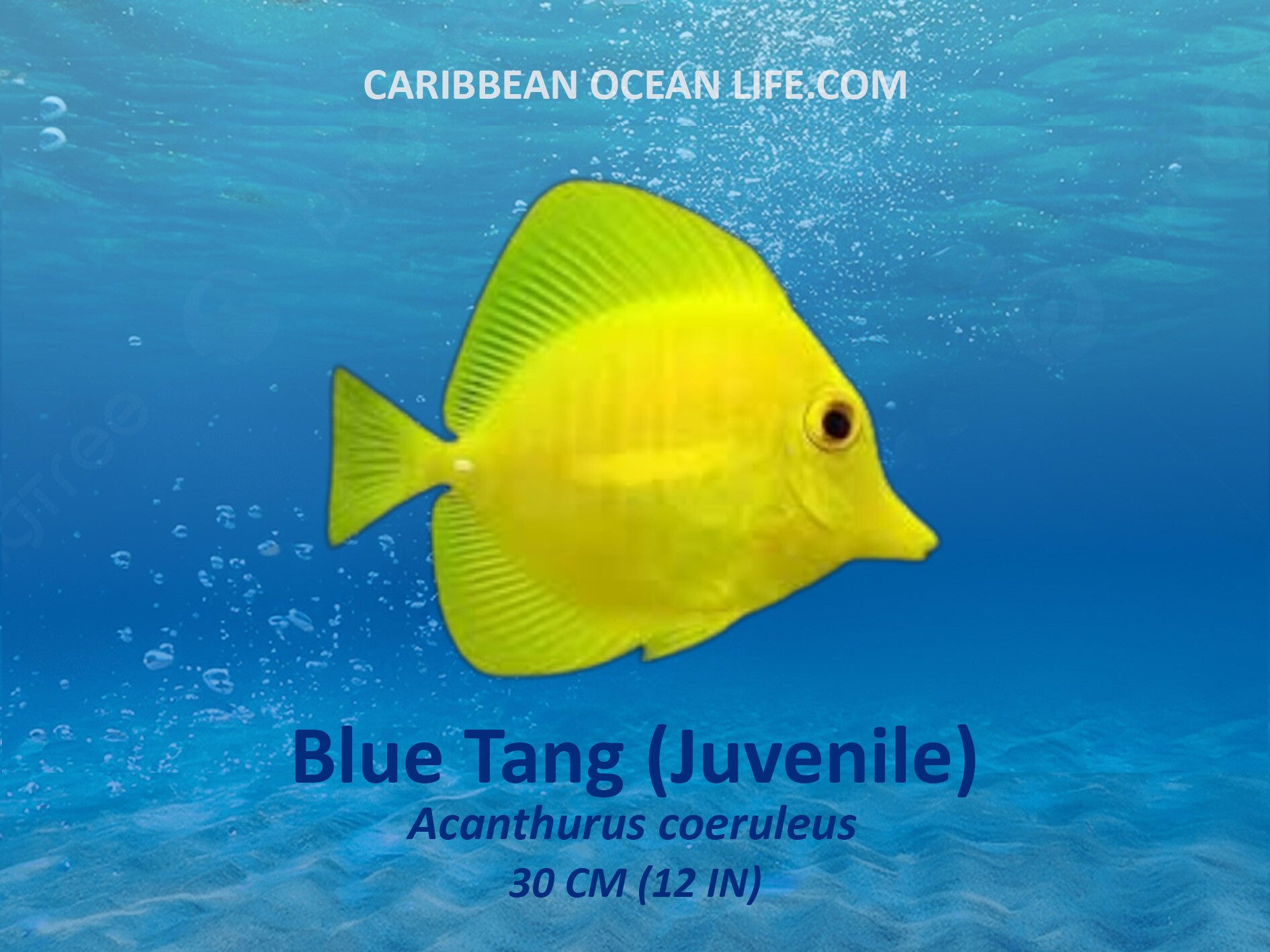 Aruba-Bonaire-Curaçao -ABC islands-Caribbean- Lesser Antilles- Dutch Caribbean Blue Tang