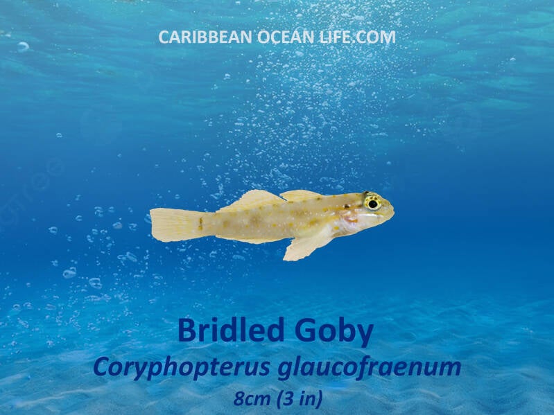 Bridled Goby Coryphopterus glaucofraenum