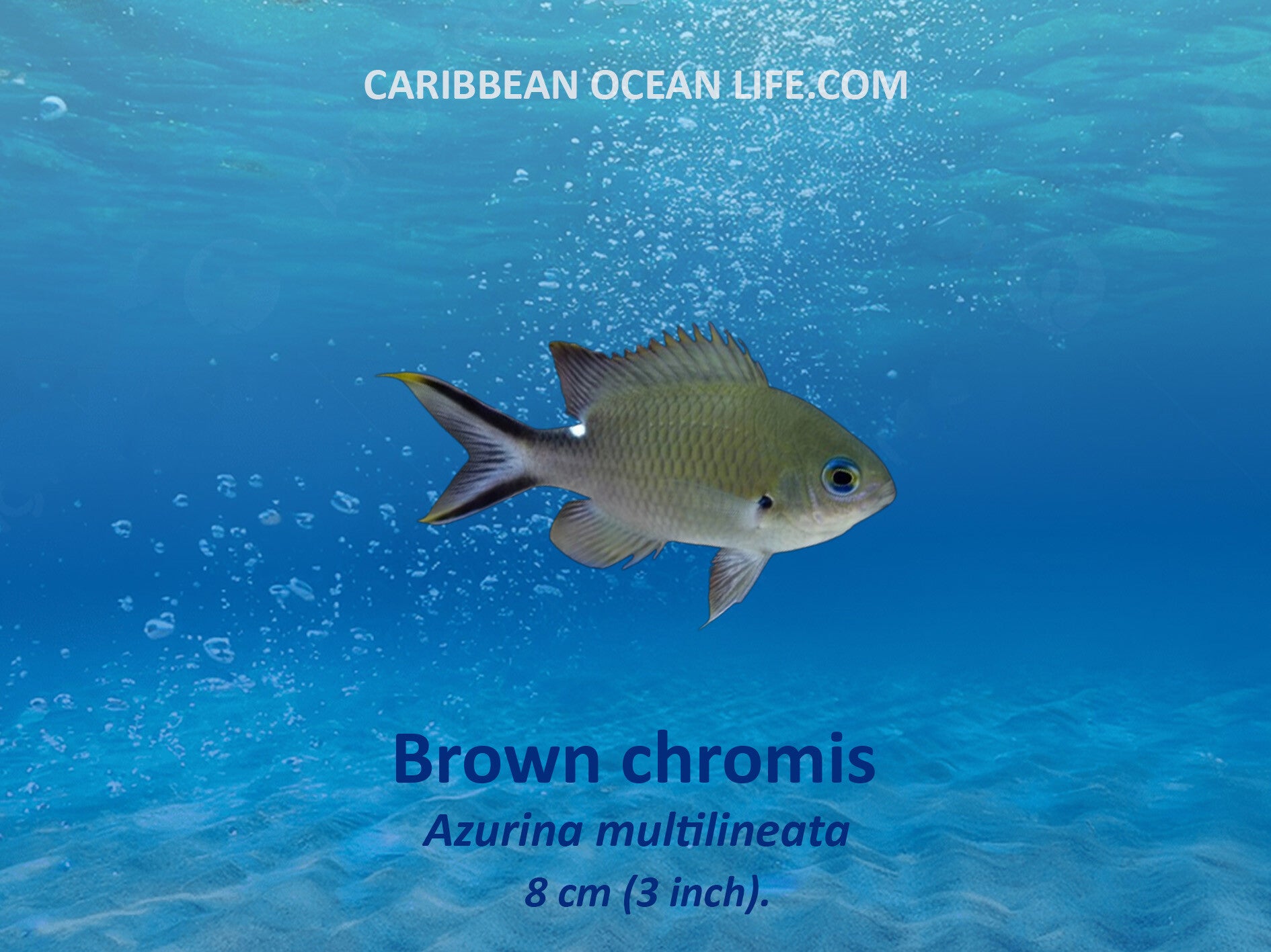 Aruba-Bonaire-Curaçao -ABC islands-Caribbean- Lesser Antilles- Dutch Caribbean-Damselfish Pomacentridae-brown chromis