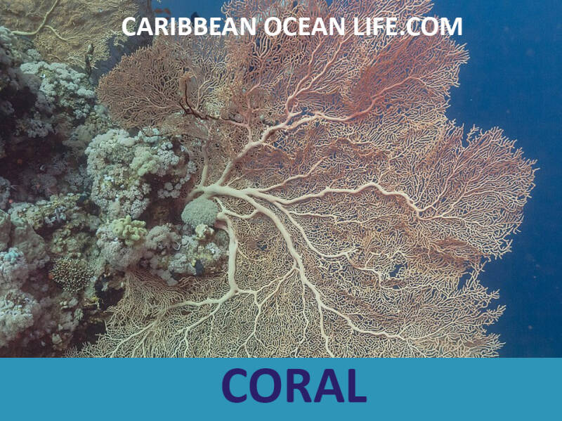 coral-standard-av0yc7.jpg