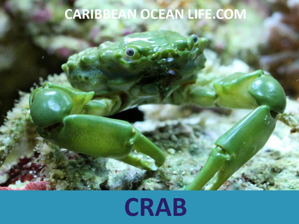 CRAB