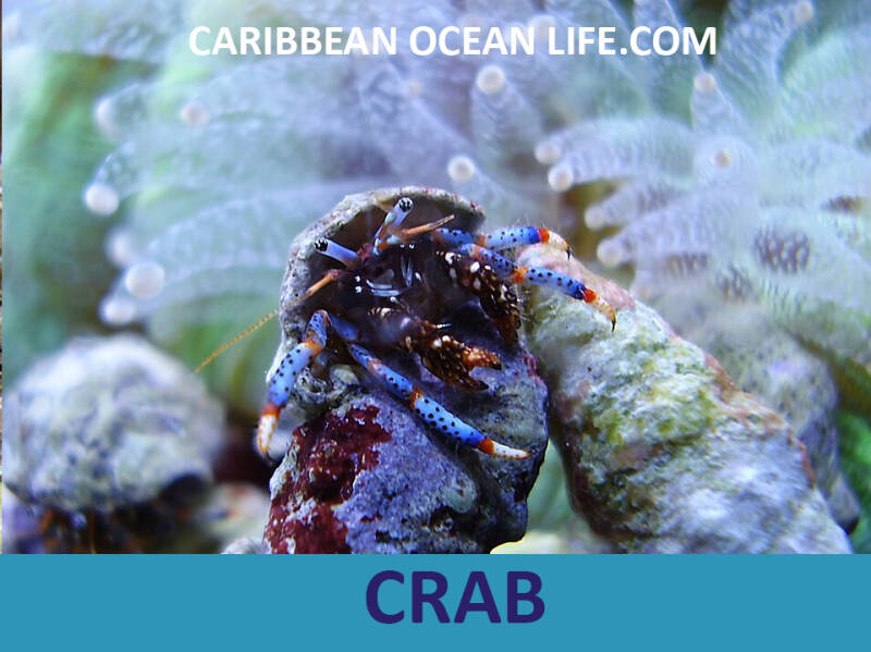 crab-standard-zvsffj.jpg