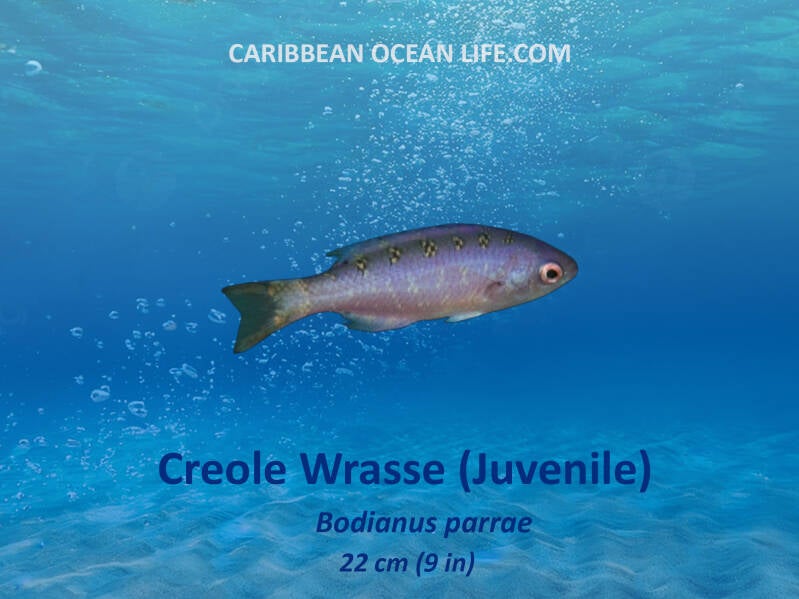 Aruba-Bonaire-Curaçao -ABC islands-Caribbean- Lesser Antilles- Dutch Caribbean creole wrasse