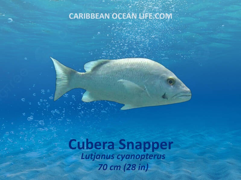 Aruba-Bonaire-Curaçao -ABC islands-Caribbean- Lesser Antilles- Dutch Caribbean- Cubera snapper