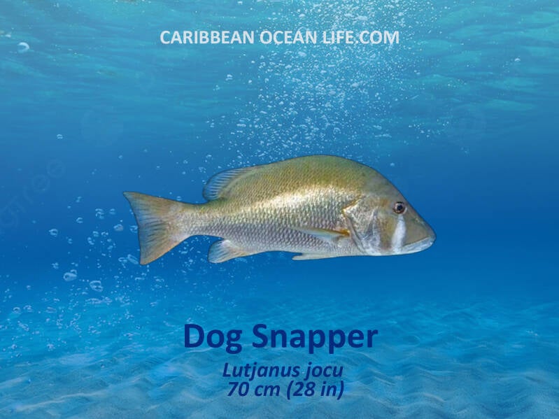 Aruba-Bonaire-Curaçao -ABC islands-Caribbean- Lesser Antilles- Dutch Caribbean-Dog snapper